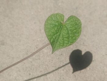Close-up of heart shape leaf
