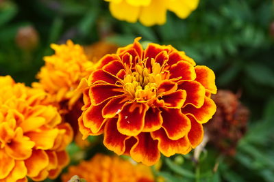 Close-up of marigold flower blooming outdoors