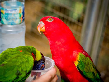 Close-up of red parrot