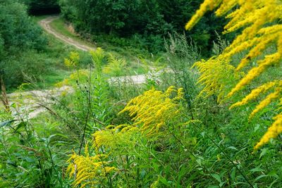 Scenic view of yellow flowering trees on field