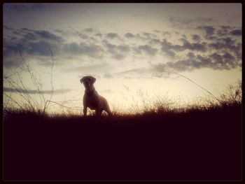 Dog standing on field against clear sky