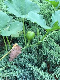 High angle view of lizard on plant