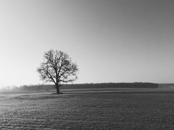 Bare tree on field against clear sky