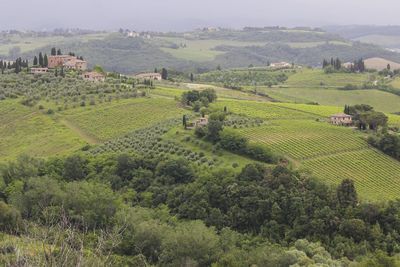 Scenic view of agricultural field