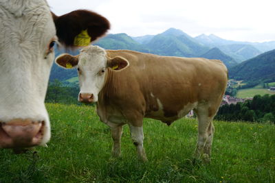 Cows standing in a field