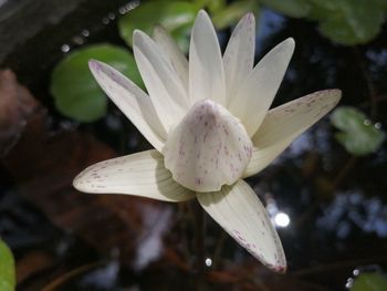 Close-up of white flower