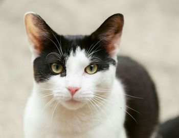 Close-up portrait of cat