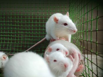 Close-up of white rabbit eating in cage