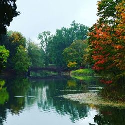 Reflection of trees in lake