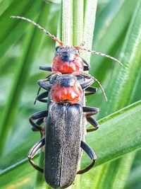 Close-up of insect on leaf