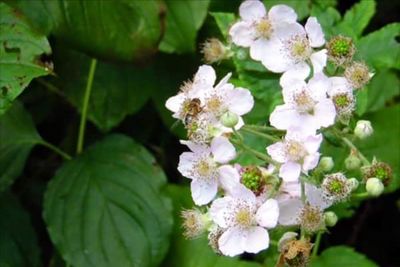 Close-up of white flowers