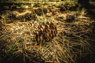 Close-up of pine cone on field