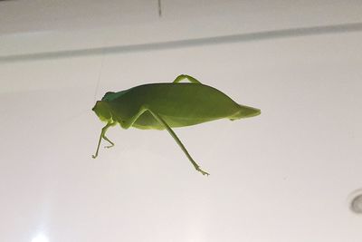 Close-up of insect on leaf