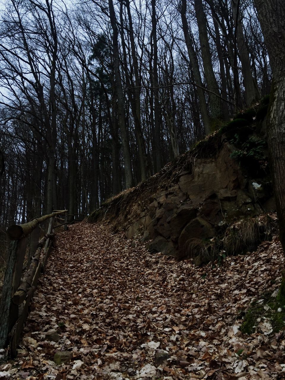 tree, the way forward, tranquility, nature, forest, tree trunk, autumn, leaf, dirt road, growth, tranquil scene, day, diminishing perspective, branch, dry, sunlight, bare tree, outdoors, footpath, landscape