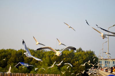 Birds flying in the sky