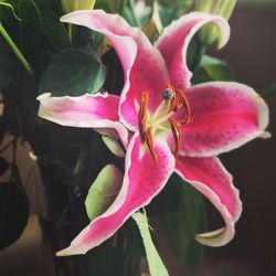 Close-up of insect on pink flower