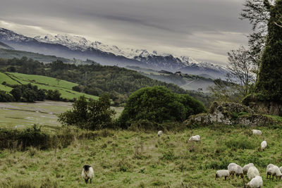 View of a sheep on landscape