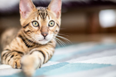 Close-up portrait of cat relaxing on bed at home