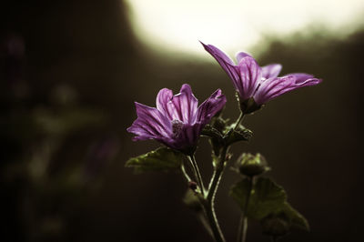 Close-up of purple flowers blooming outdoors