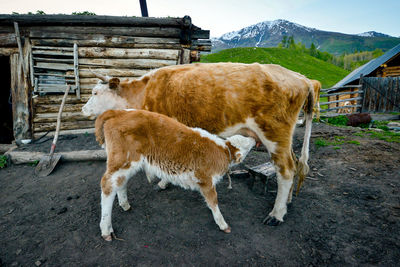 The tuvas are traditionally nomadic herders who rely on their livestock for sustenance.