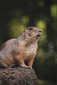 Close-up of an animal looking away