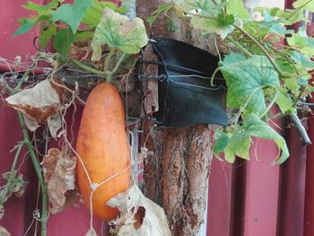 Close-up of potted plant