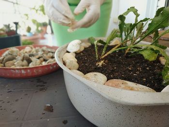 Cropped hands wearing gloves gardening at home