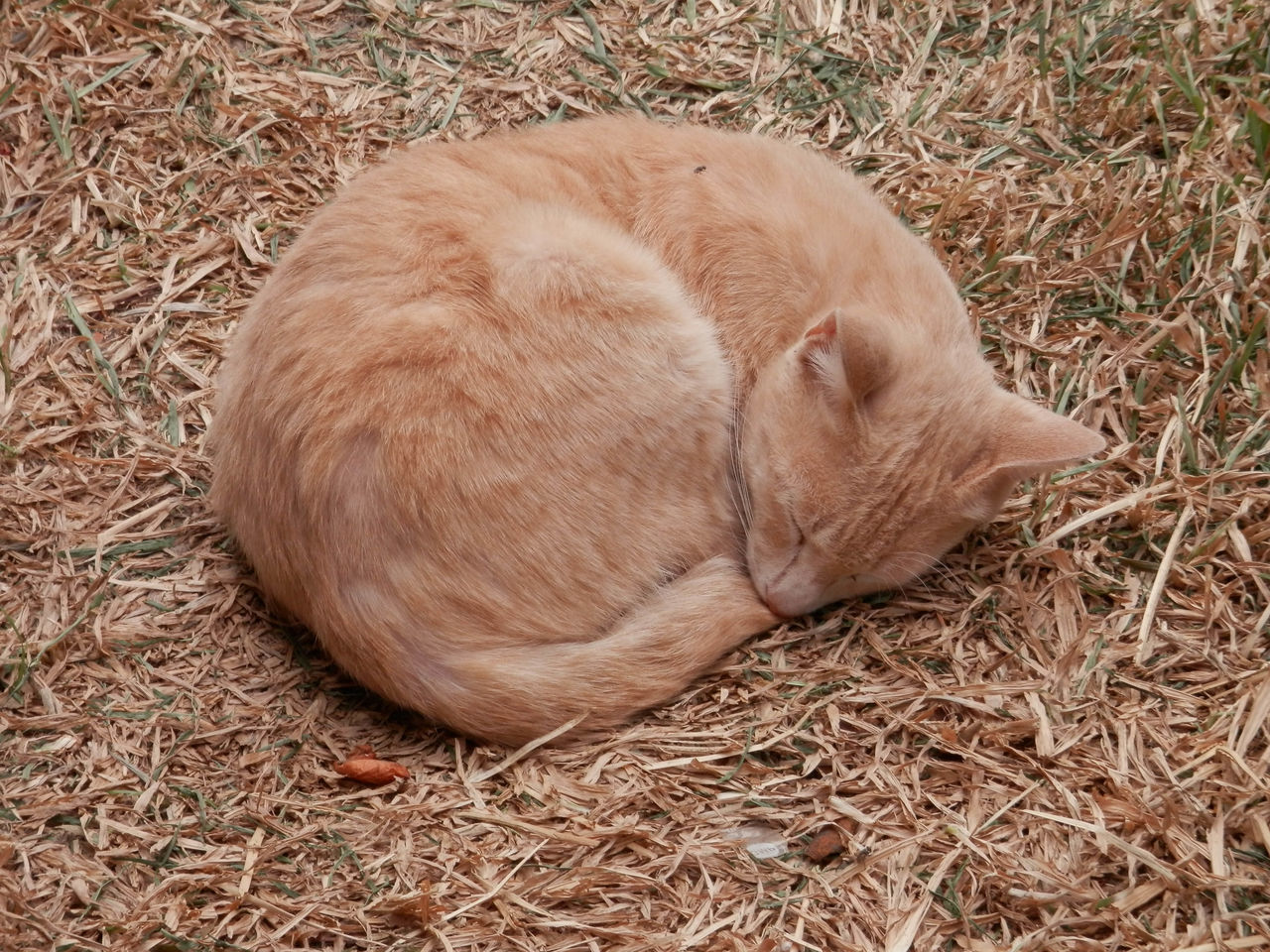 HIGH ANGLE VIEW OF RABBIT SLEEPING IN FIELD