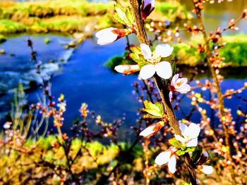 Close-up of cherry blossoms in spring