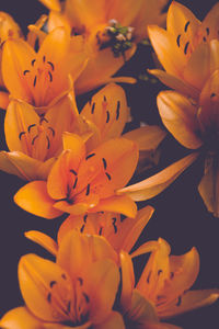 Close-up of yellow flowering plant