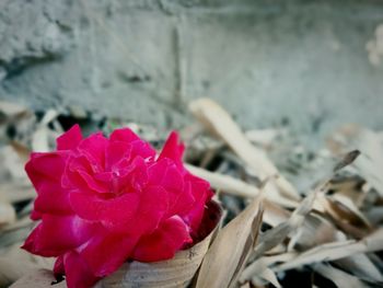 Close-up of pink rose