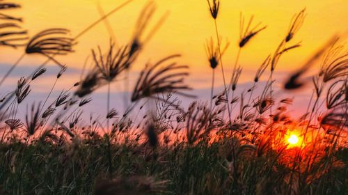 Close-up of stalks in field against orange sky