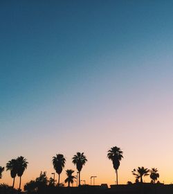 Palm trees at sunset