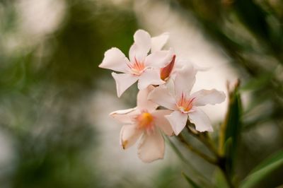 Close-up of white flowers blooming on tree