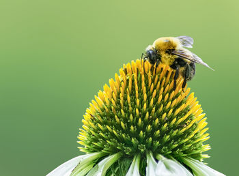 Close-up of bee on yellow flower