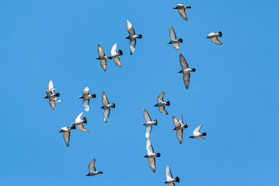 Low angle view of seagulls flying in sky