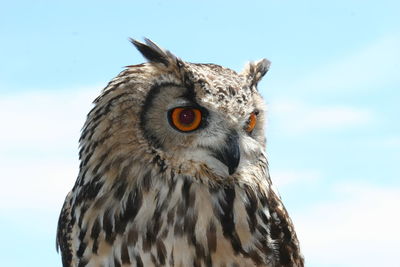 Close-up portrait of owl against sky