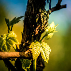 Close-up of green leaves on plant