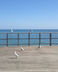 Seagulls perching on wooden post at beach against clear sky