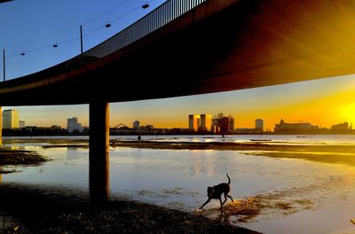 View of dog on bridge at sunset