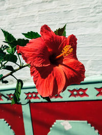 Close-up of red flower