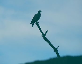 Low angle view of bird perching on silhouette tree against clear sky