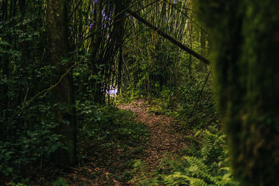 Trees growing in forest