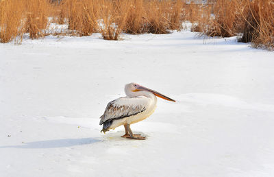 Pelican perching on snow field