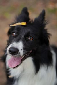 Close-up of dog looking away