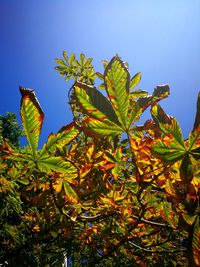 Low angle view of plant against clear blue sky