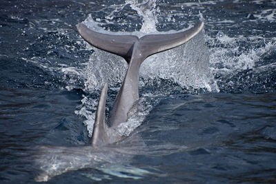 High angle view of whale swimming in sea