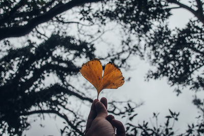 Person holding maple leaves during autumn