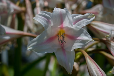 Close-up of day lily blooming outdoors