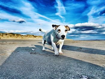 Dog standing on road